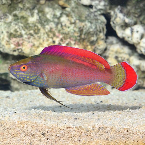 Cherub Angelfish