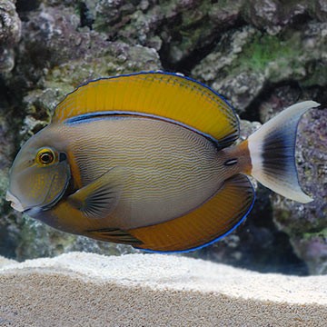 Spot-banded Butterflyfish