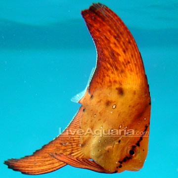 Orbicular Batfish