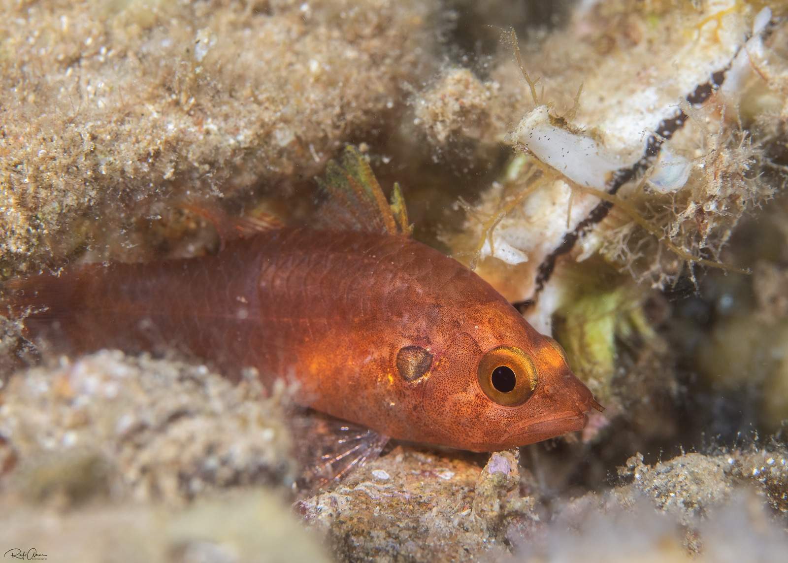Variegated Cardinalfish