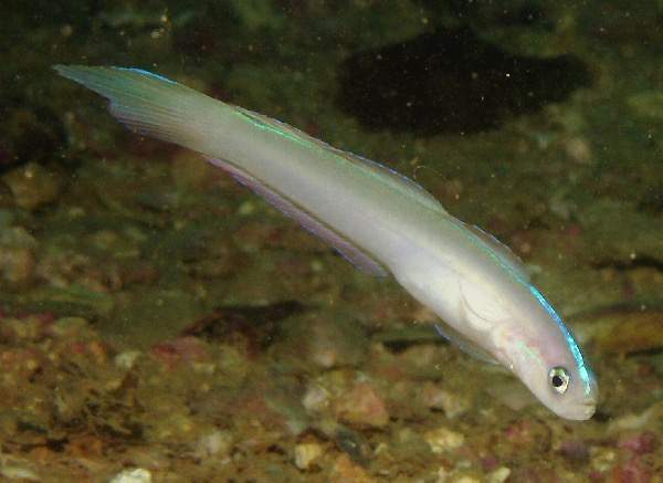 Randall's Dartfish