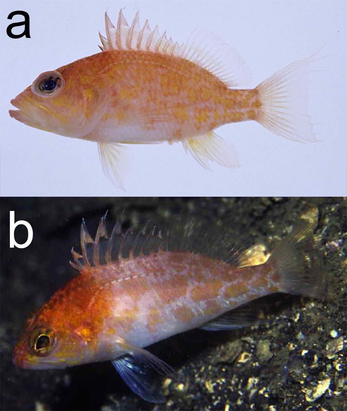 Japanese Anthias