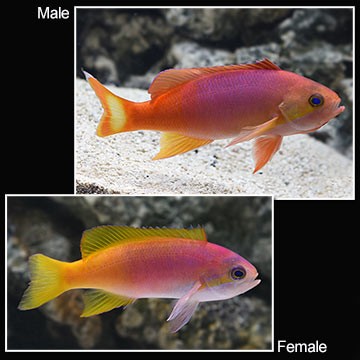 Painted Anthias