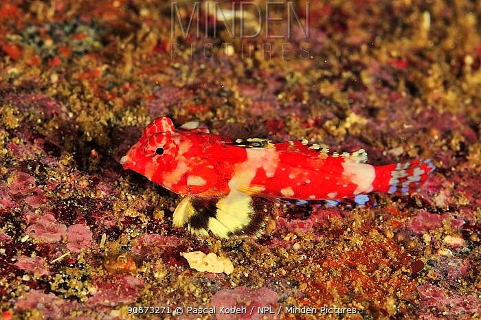 Bartels' Dragonet