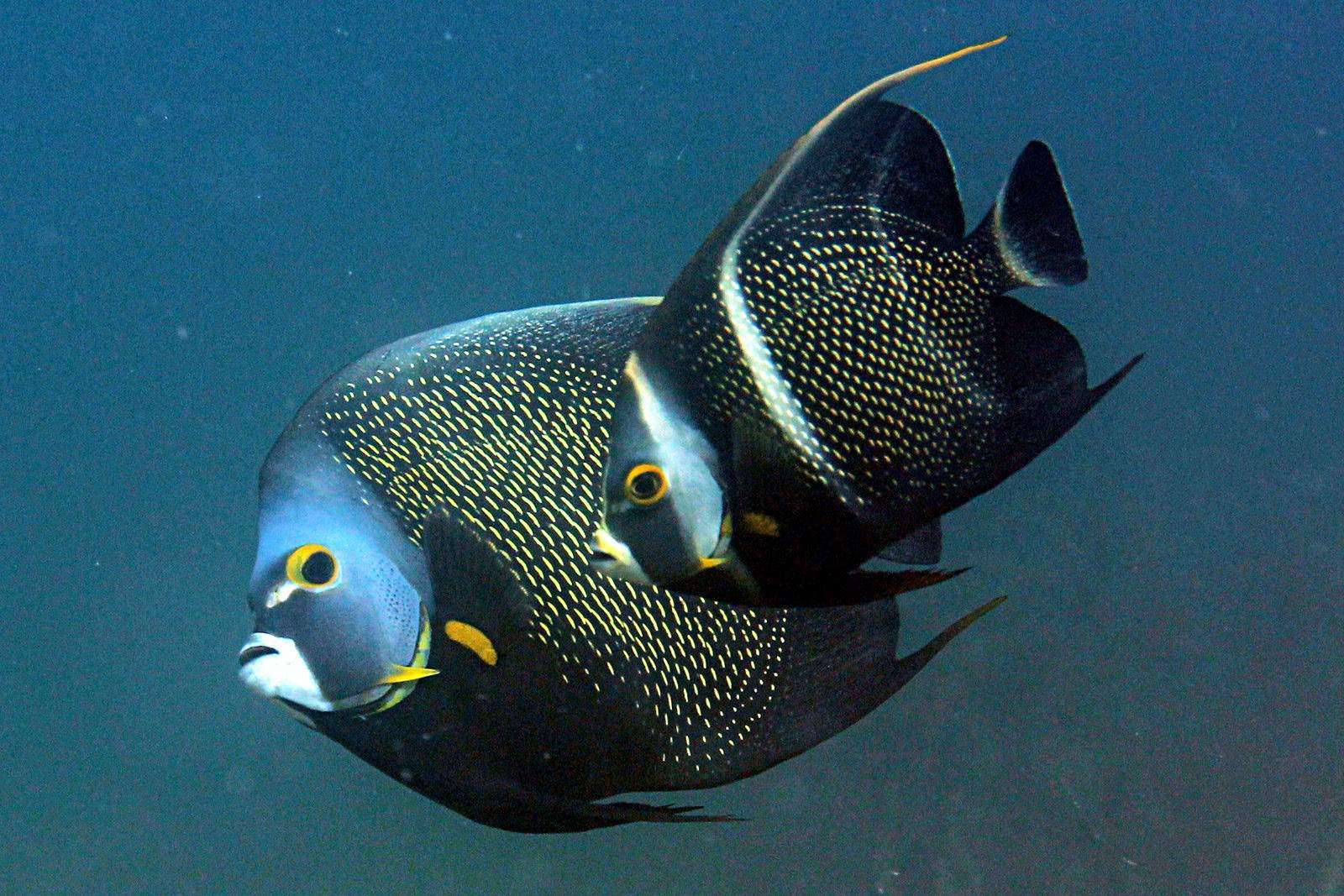 French Angelfish