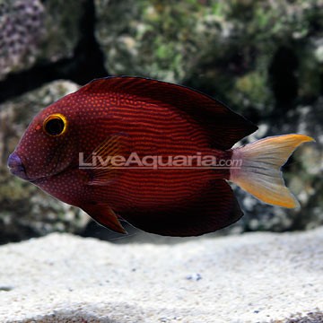 White Tang