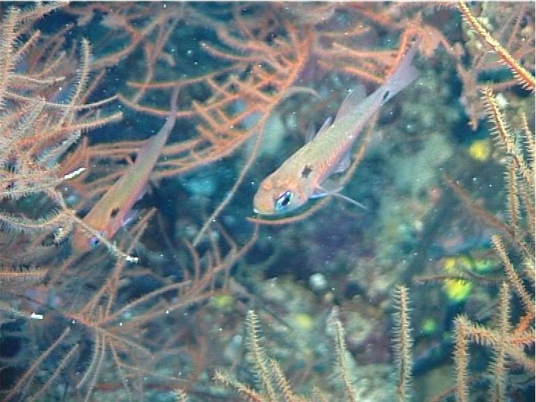 Twin-Spot Cardinalfish