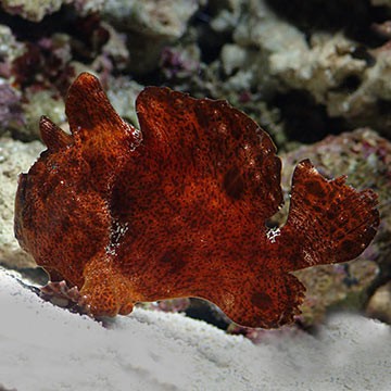Orange-Face Angelfish