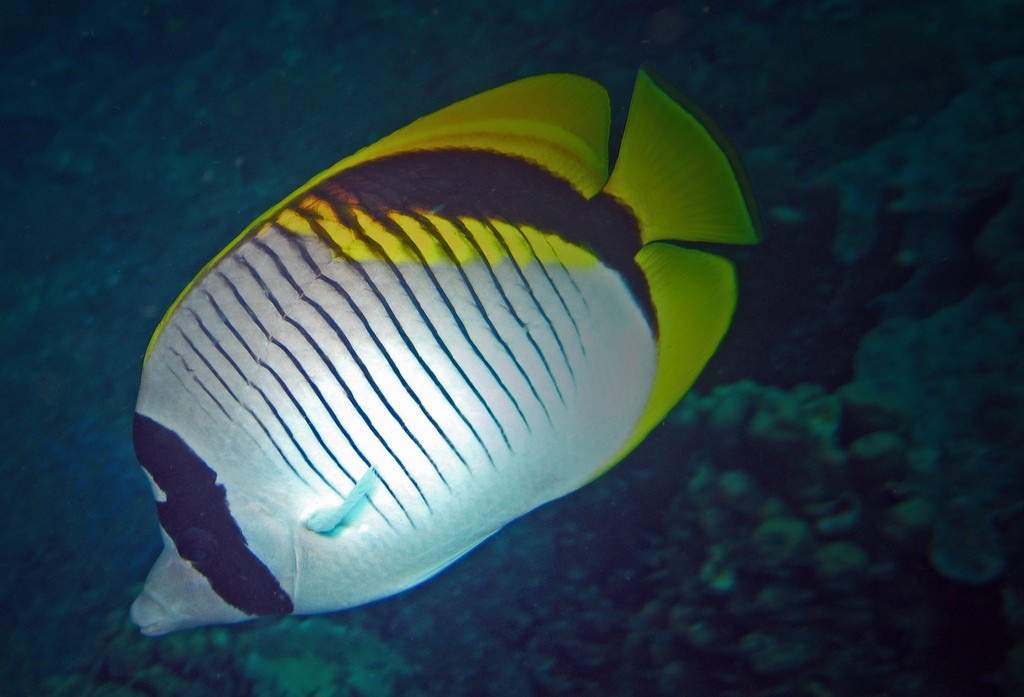 Lined Butterflyfish