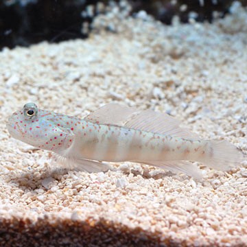 Pink-Spotted Watchman Goby