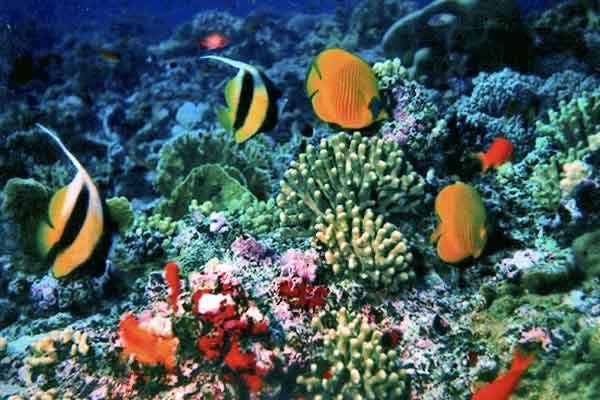 Yellow-fin Anthias