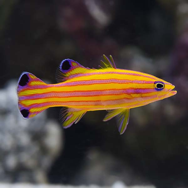 Candy Basslet