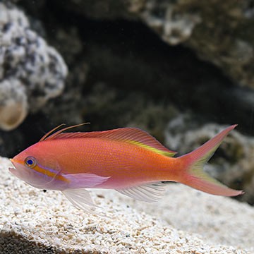 Carberry's Anthias
