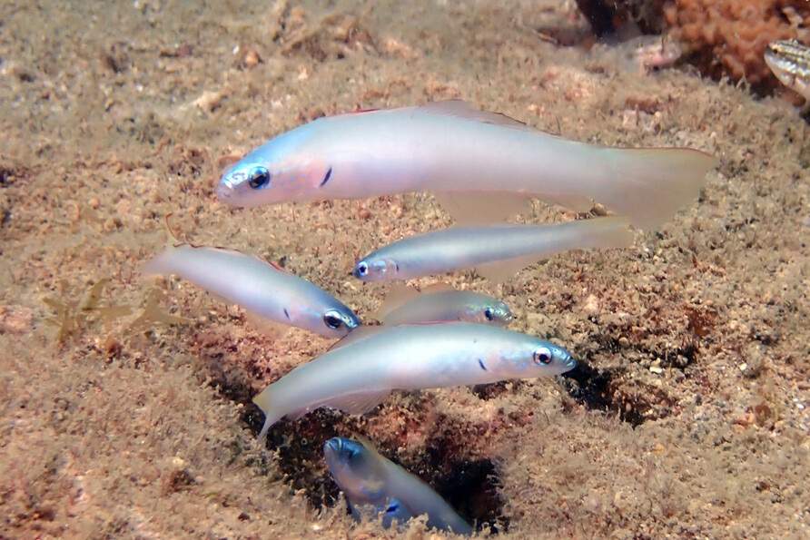 Blue Dartfish