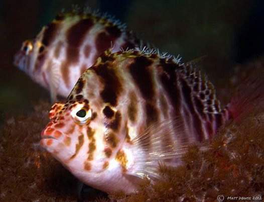Threadfin Hawkfish