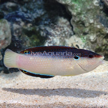 Black Leopard Wrasse