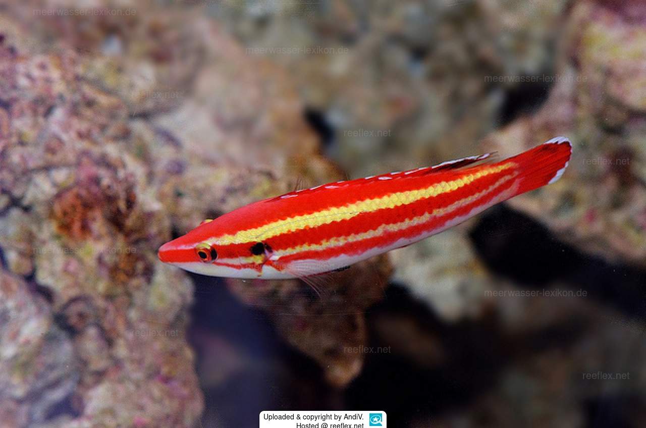 Masuda's Hogfish