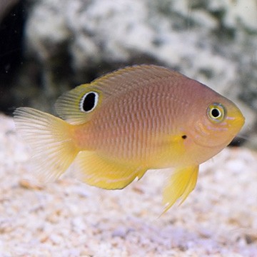 Ambon Chromis