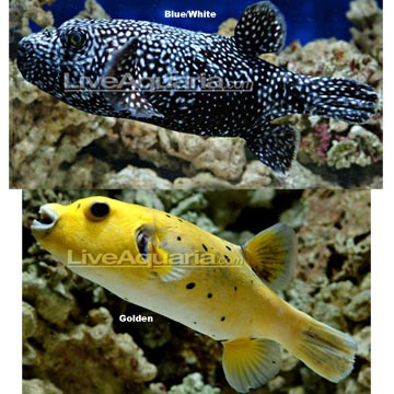 Guineafowl Puffer