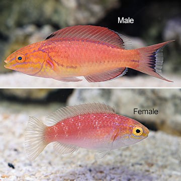Jordan's Fairy Wrasse
