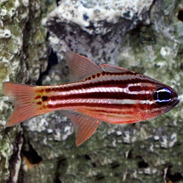 Ochre-Striped Cardinalfish