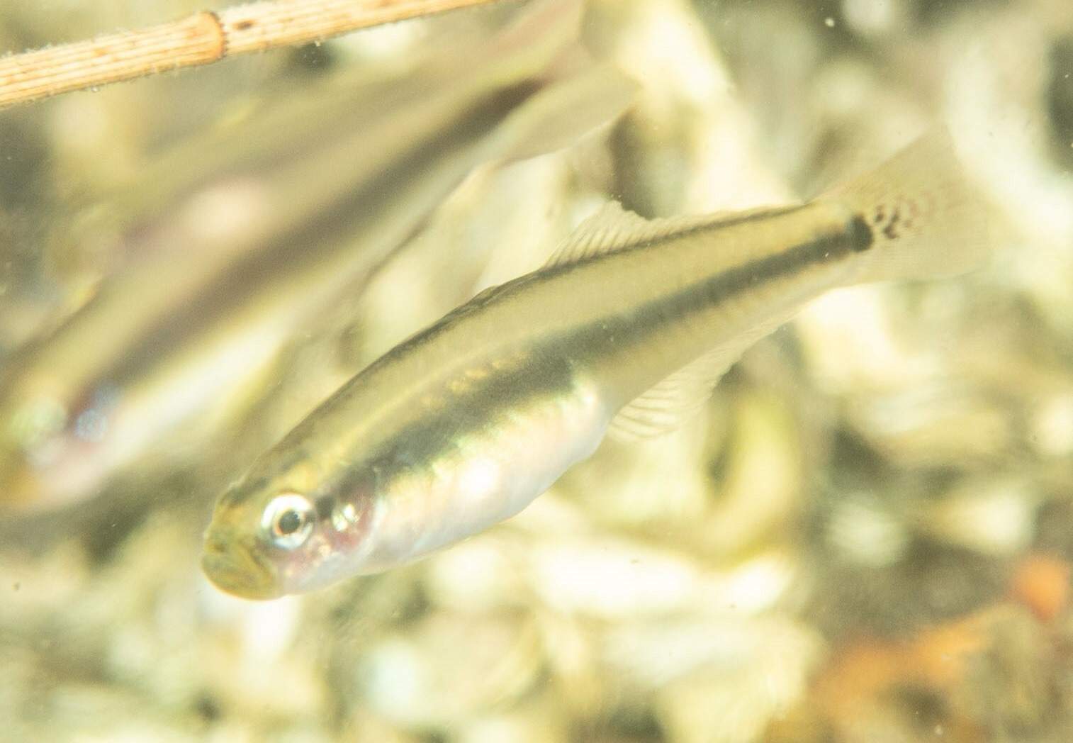 Margin Dartfish