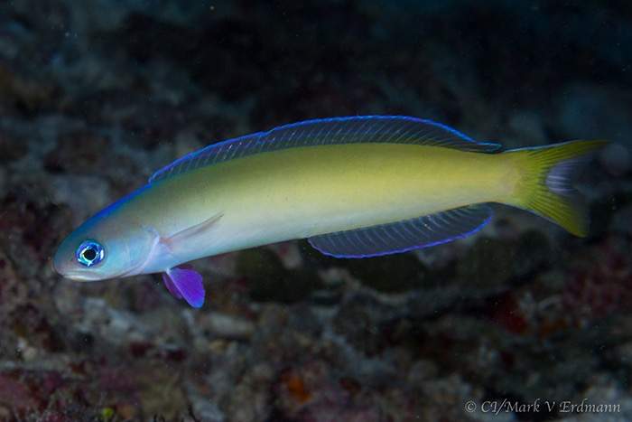 Dusky-Capped Tilefish