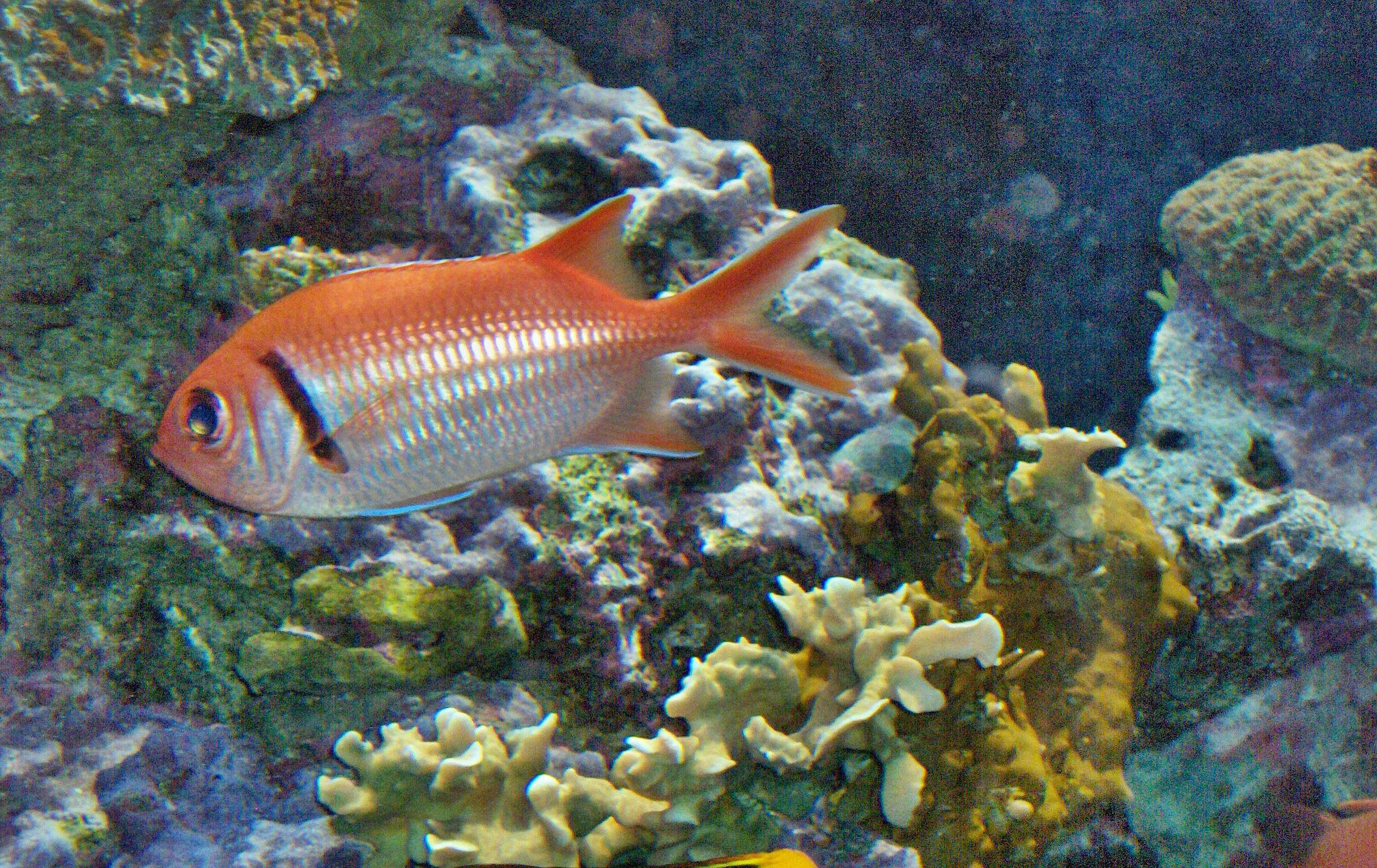 Shadowfin Soldierfish