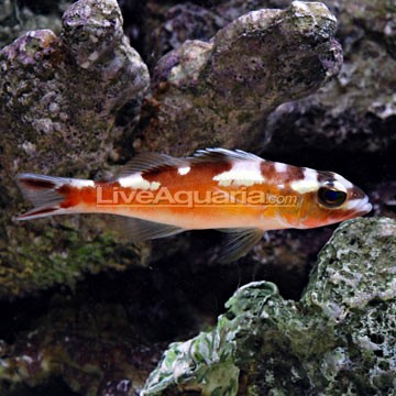 Blackcap Basslet