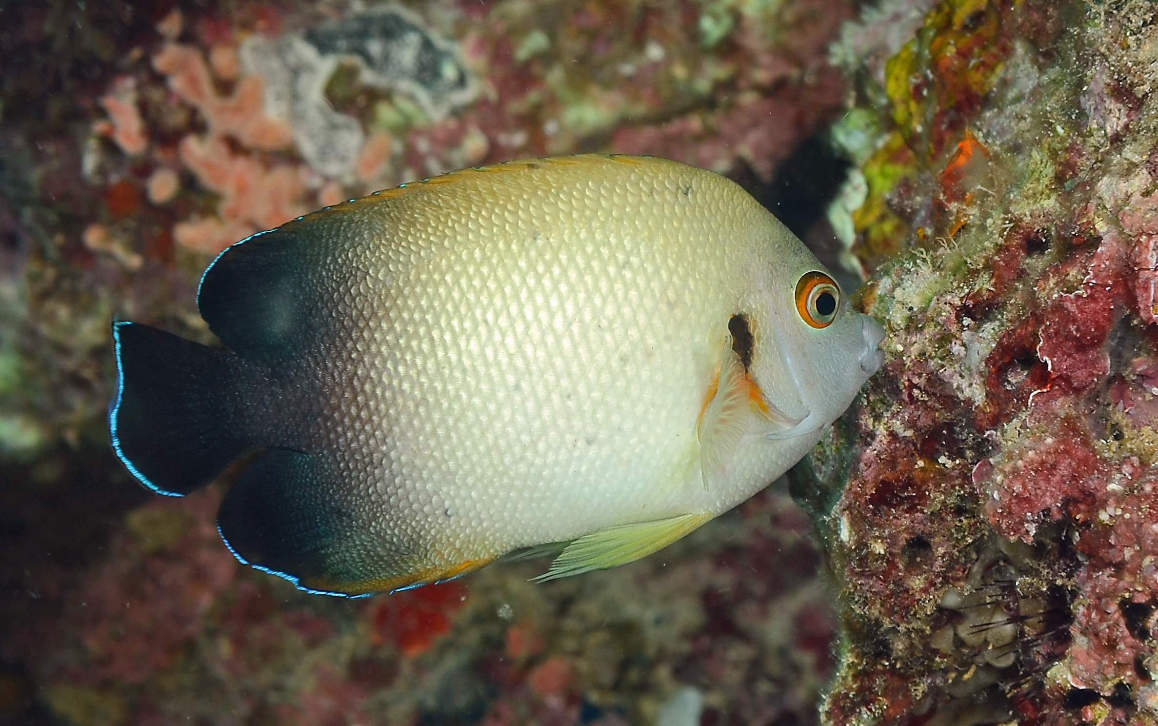 Pearl-Scaled Angelfish