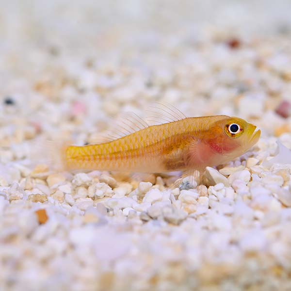 Benjamin's Pygmy Goby