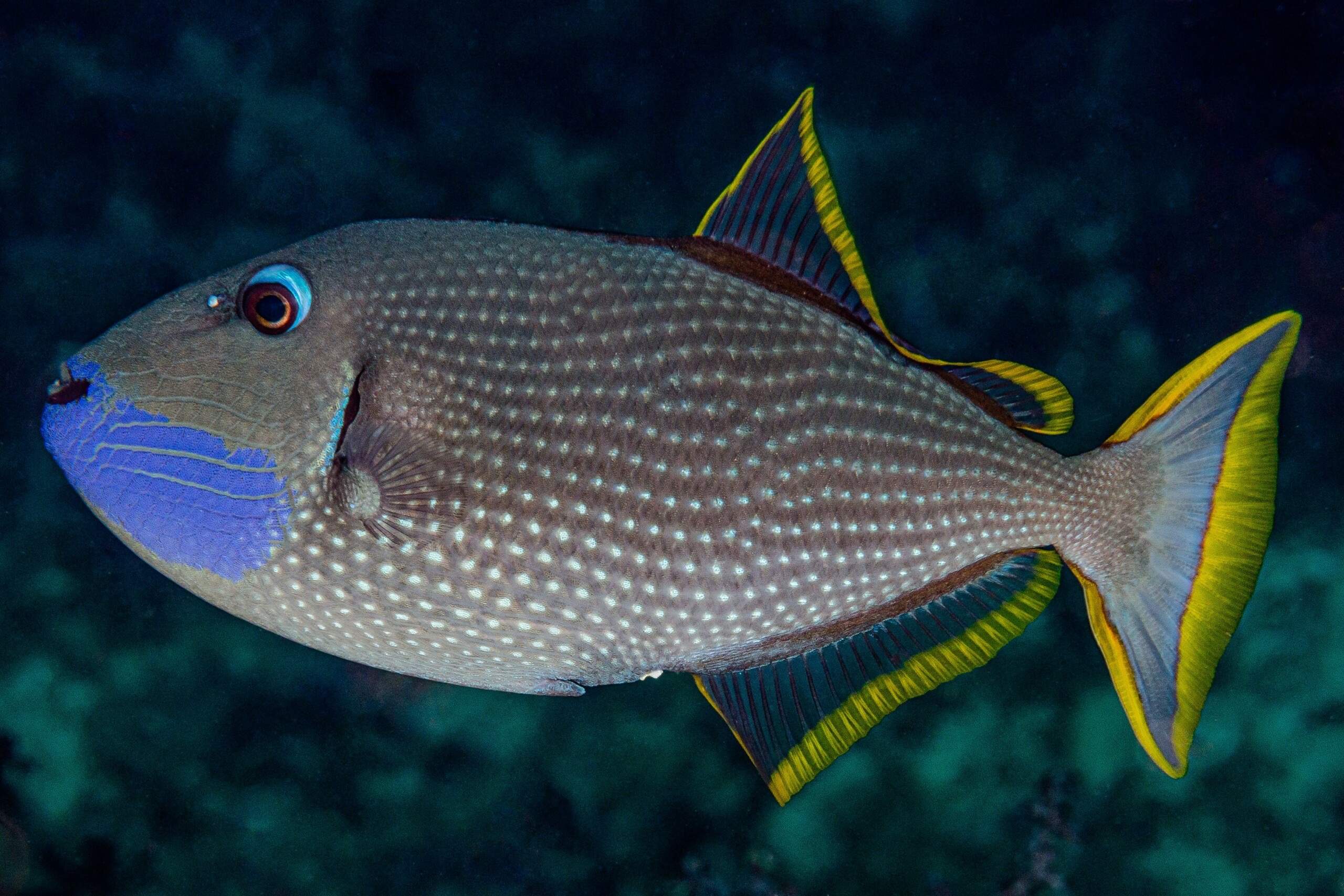 Gilded Triggerfish