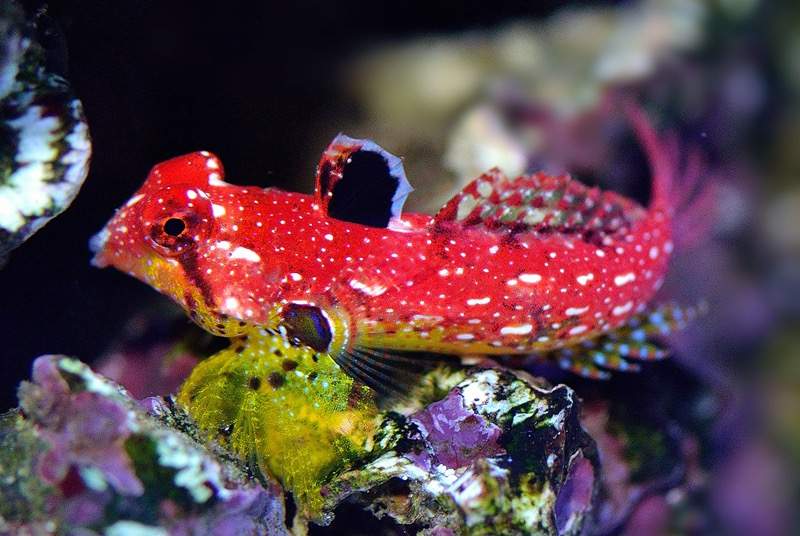 Ruby Red Dragonet