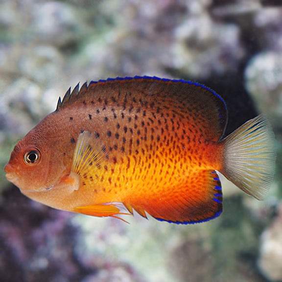 Rusty Angelfish