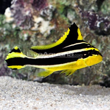 Goldstriped Sweetlips