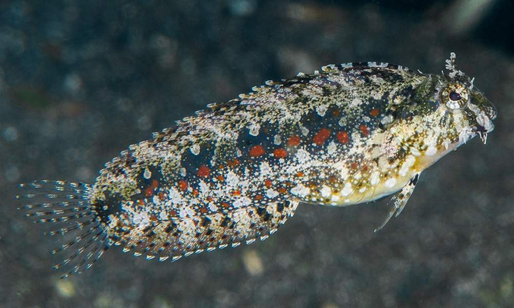 Floral Blenny