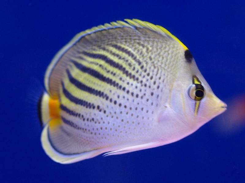 Dot-and-Dash Butterflyfish