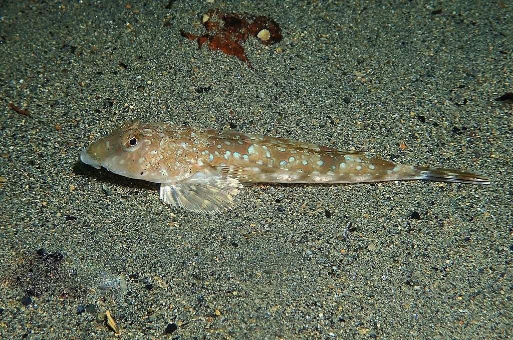 Spotted Dragonet