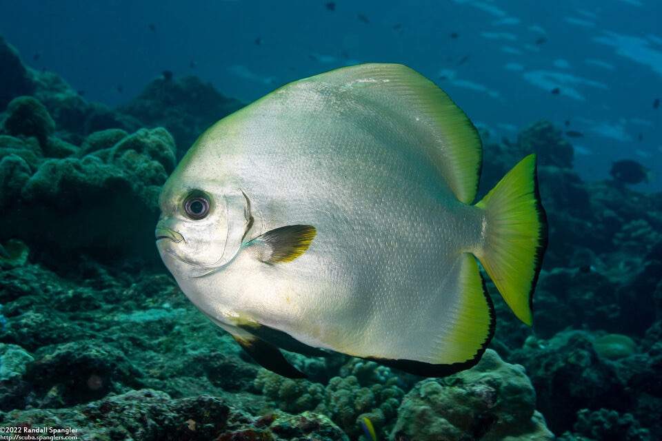 Golden Spadefish