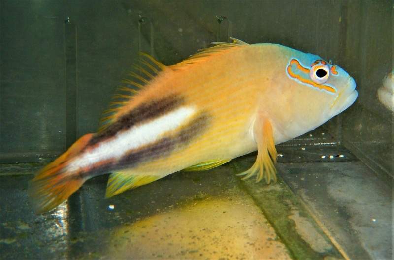 Fine-Spotted Hawkfish