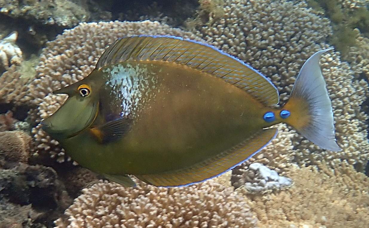Spotted Unicornfish