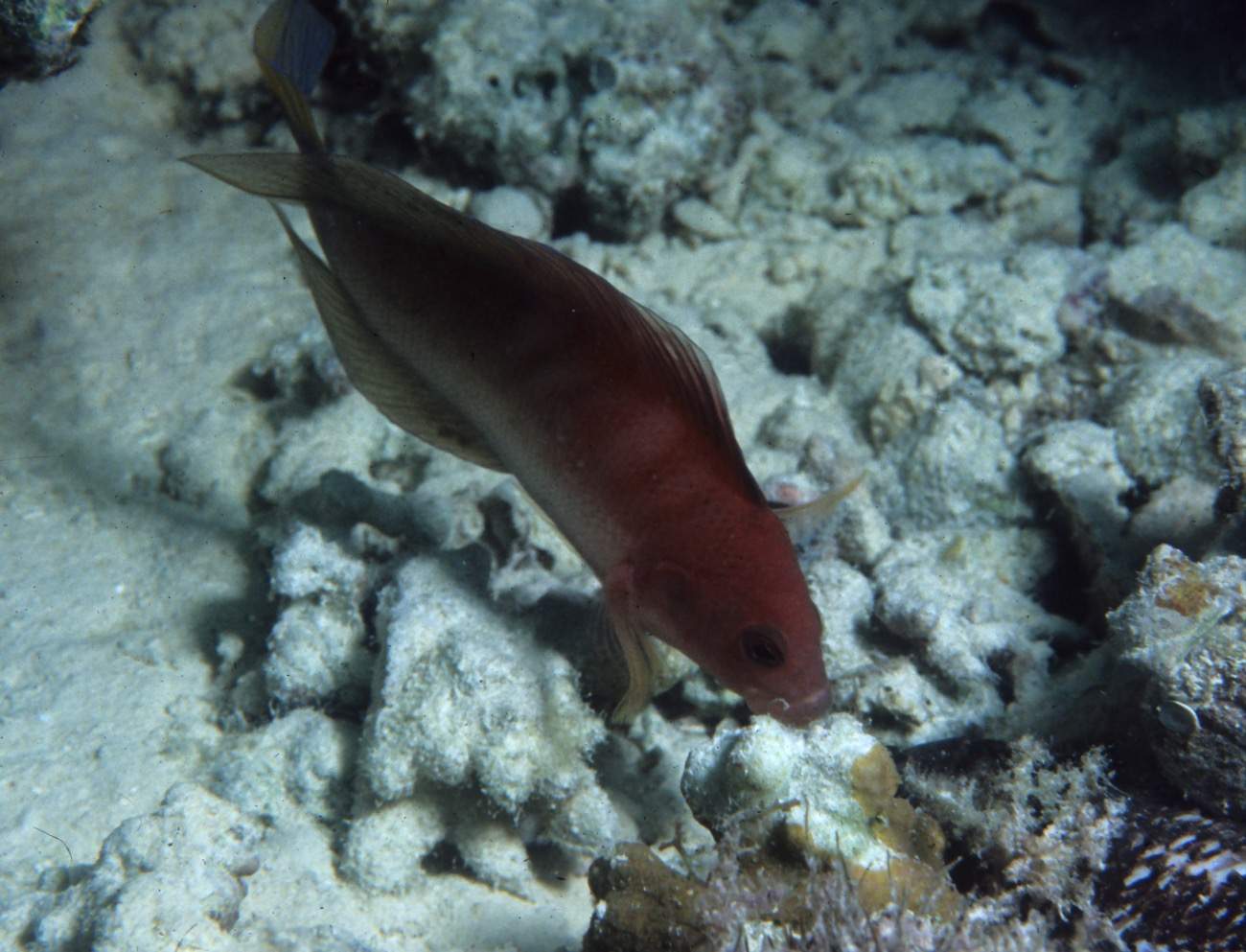 Queensland Dottyback