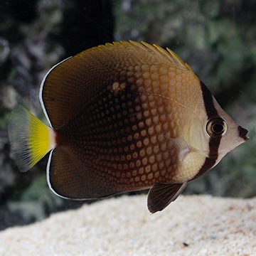 Tahitian Butterflyfish