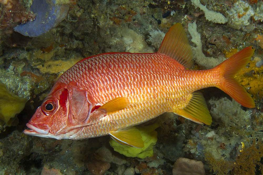 Whitetip Soldierfish