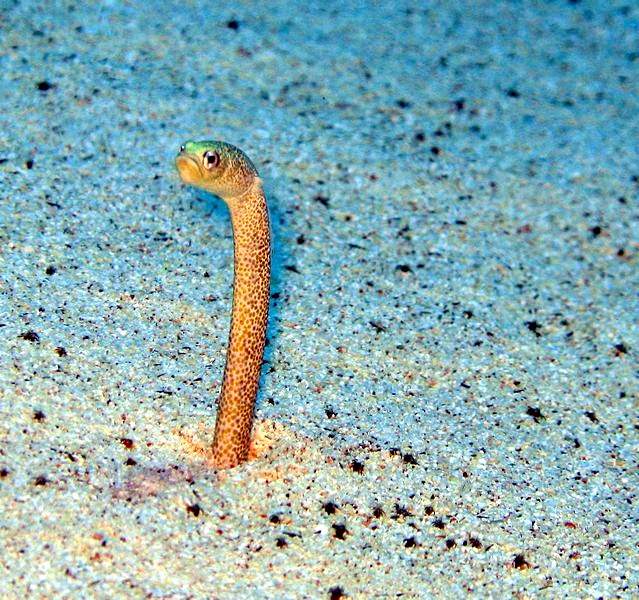 Sillner's Garden Eel