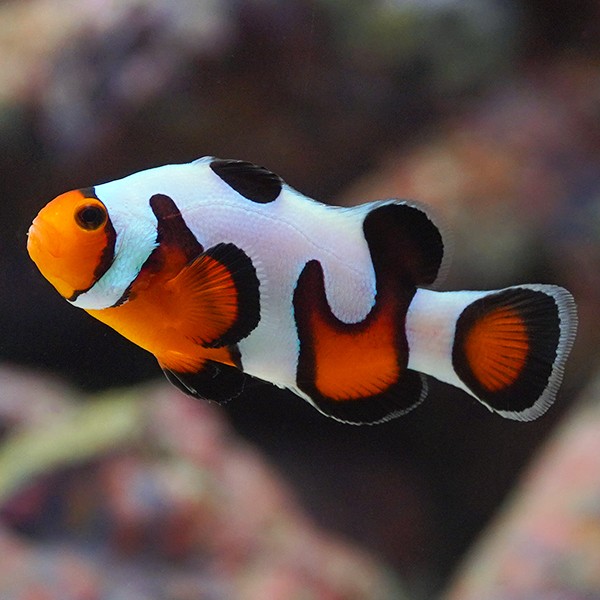 Onyx Clownfish