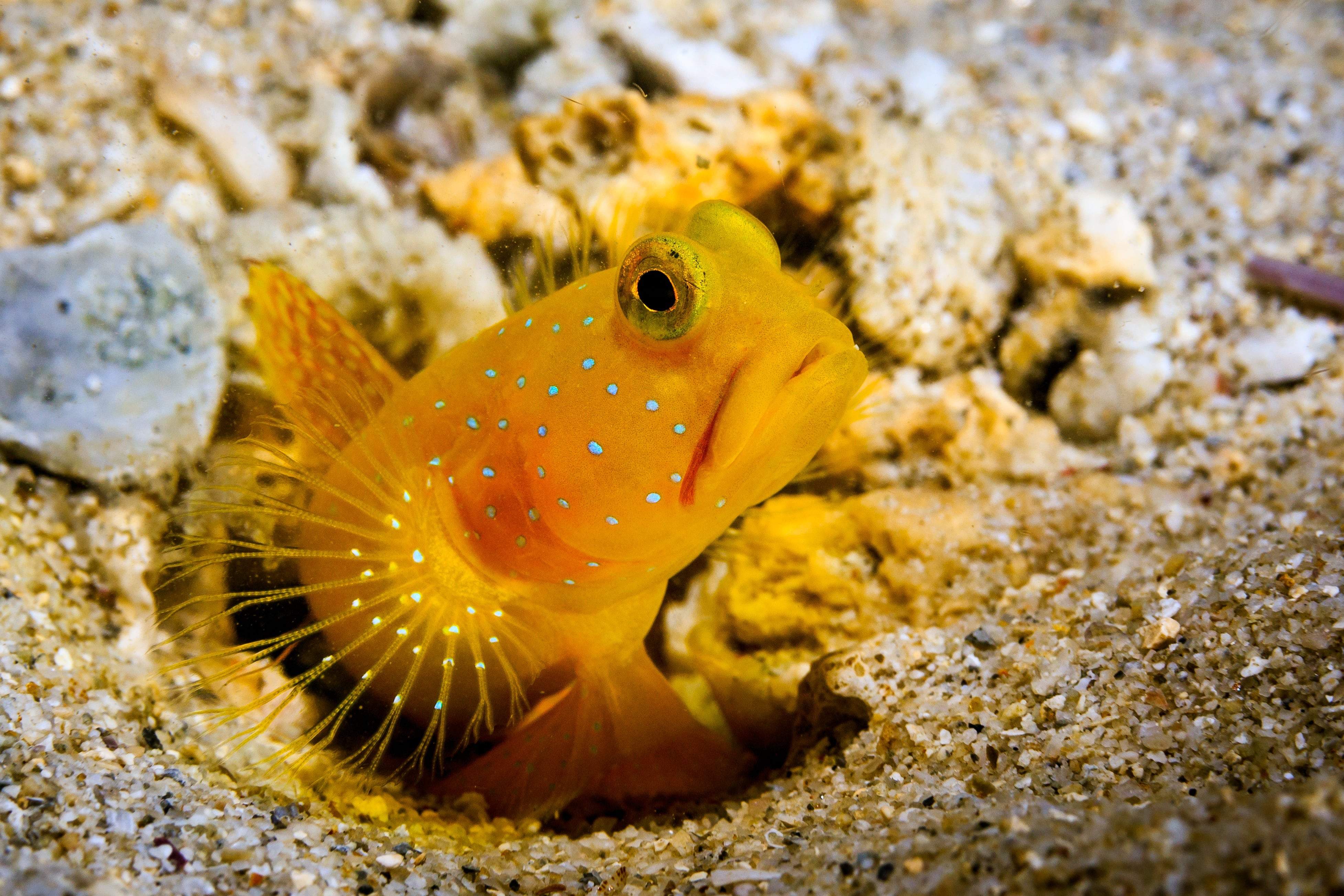 Signal Goby