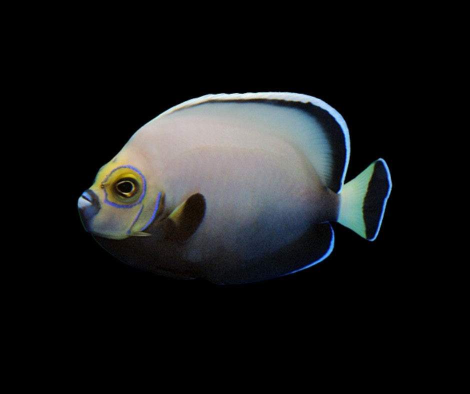 Conspicuous Angelfish