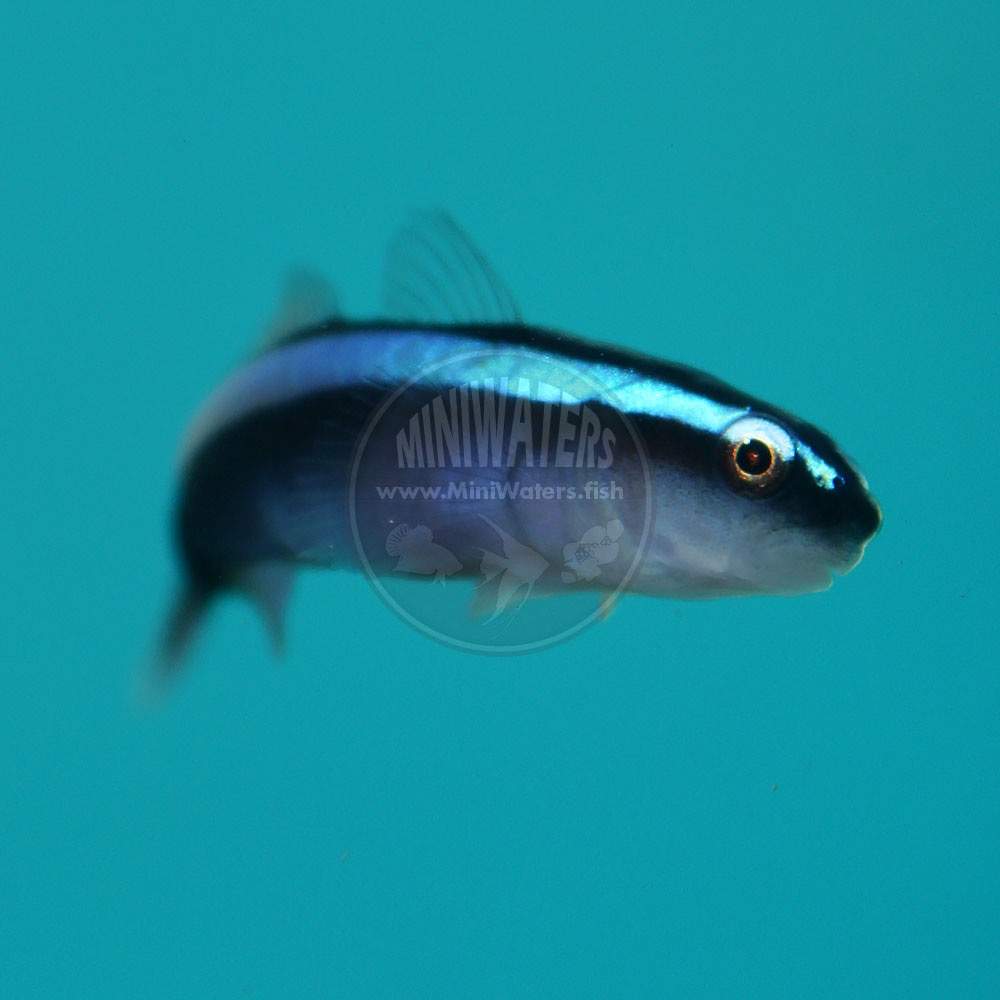 Cleaning Goby