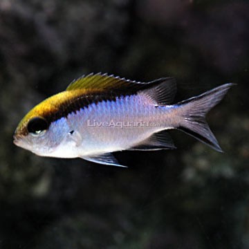 Half-and-Half Chromis